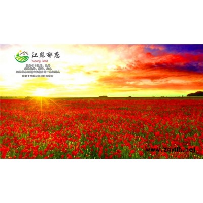 五角楓種子價格...免費試鐘