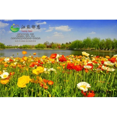 油麥菜種子-剪秋蘿種子種植技術方法-免費試鐘