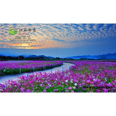 戟葉酸模種子哪里有賣的...高發芽率