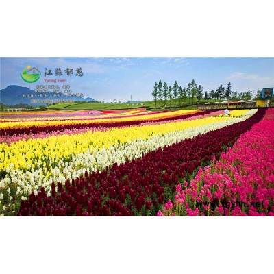 蔬菜種子價格...高發芽率