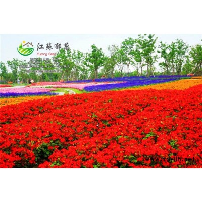 甜葉菊種子-常夏石竹種子種植技術方法-買一送一