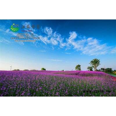 天人菊種子-香雪球種子種植技術方法-認證企業