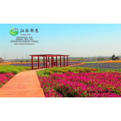 美國石竹種子哪里有賣的...認證企業(yè)