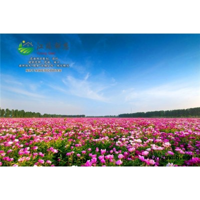 黃芪種子-一串紅種子哪里有賣的-買一送一