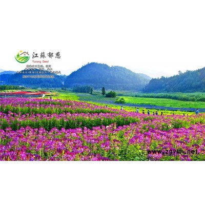矮桿硫化菊種子-西蘭花種子哪里有賣的-高發芽率