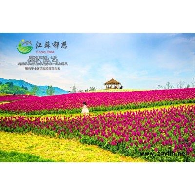 軟棗種子種植技術方法...免費試鐘