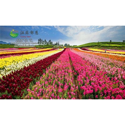 花海向日葵種子-木棉種子一般多少錢一斤-認證企業