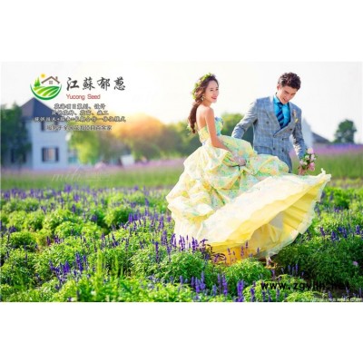 歐李種子-金合歡種子一般多少錢一斤-高發芽率