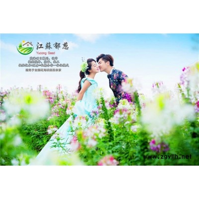 鹽膚木種子-望江南種子哪里有賣的-認證企業