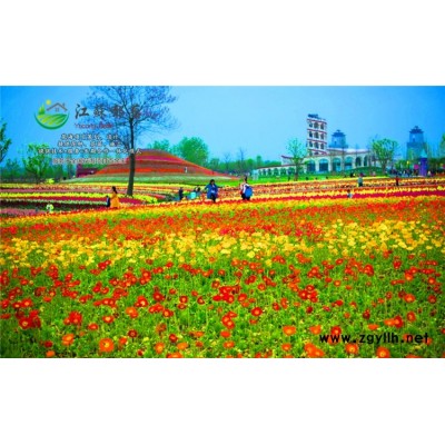 香樟種子種植技術方法...高發芽率