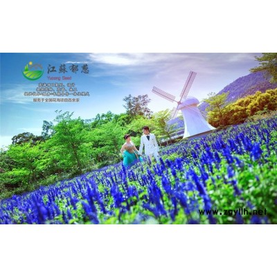 蓍草種子一般多少錢一斤...高發(fā)芽率