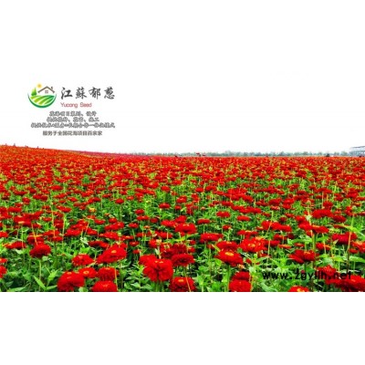落羽杉種子一般多少錢一斤...認證企業