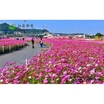 花蔥種子價格...認證企業(yè)