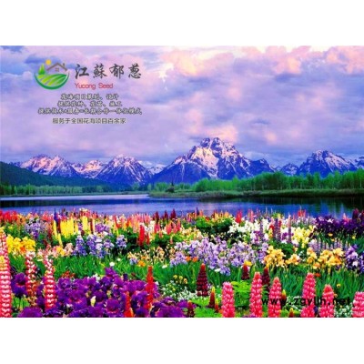 太陽花種子哪里有賣的...認證企業(yè)