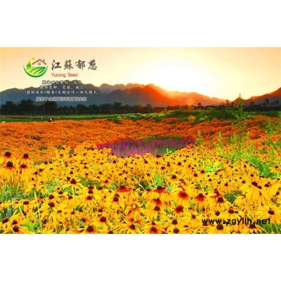半枝蓮種子-硫化菊種子種子哪里有賣的-買一送一