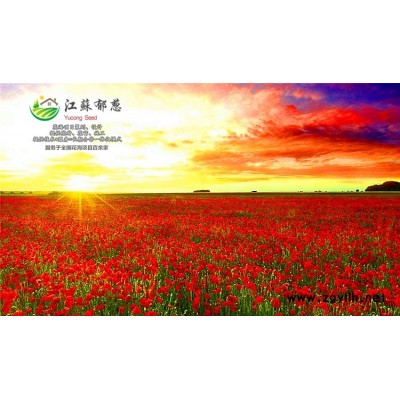 千日紅種子-美女石竹種子一般多少錢一斤-買一送一