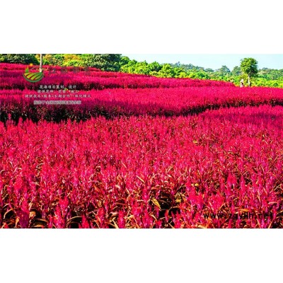 擺鏤花種子哪里有賣的...認(rèn)證企業(yè)