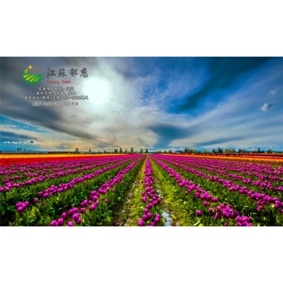 青蒿種子一般多少錢一斤...高發芽率