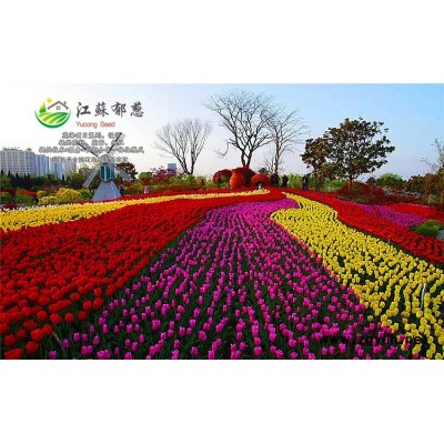 檜柏種子種植技術方法...高發(fā)芽率