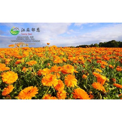 混播草種子-紅色虞美人種子種植技術方法-免費試鐘