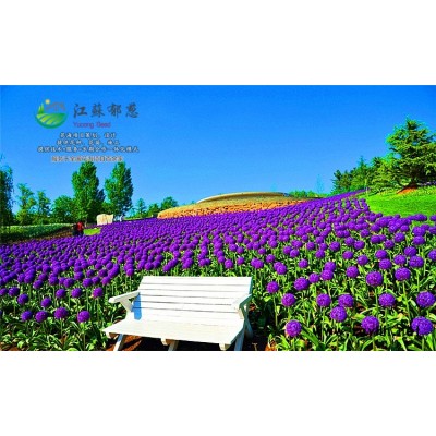 黃花角蒿種子-烏桕種子價格-免費試鐘