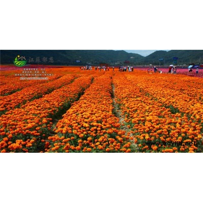 粉花鼠尾草種子-草莓種子價格-免費試鐘