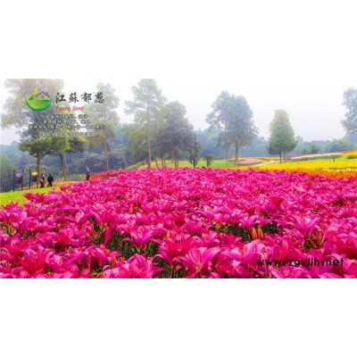 草花種子-大蔥種子哪里有賣的-高發芽率