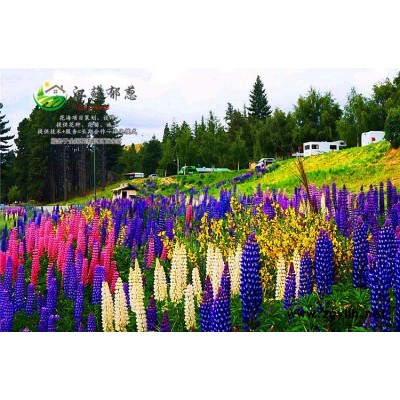 馬桑種子-包頭菜種子一般多少錢一斤-買一送一
