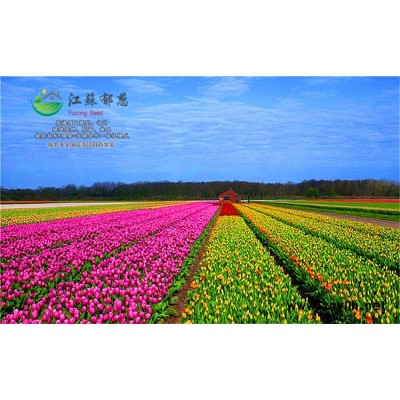 毛竹種子-葫蘆種子哪里有賣的-免費試鐘