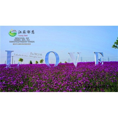 工程草花種子-千日紫種子價格-認證企業