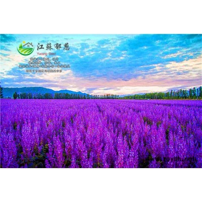 蘭花亞麻種子-馬鞭草種子哪里有賣的-買一送一