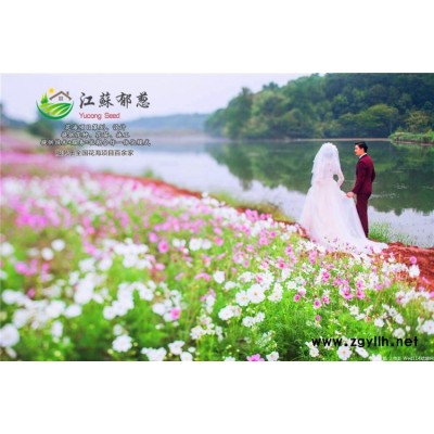 工程草坪種子-紫花地丁種子一般多少錢一斤-免費試鐘