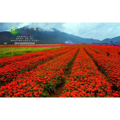苦刺種子-四九菜心種子哪里有賣的-高發芽率