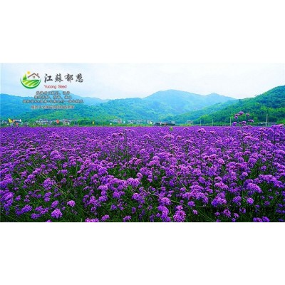 柳穿魚種子一般多少錢一斤...認證企業