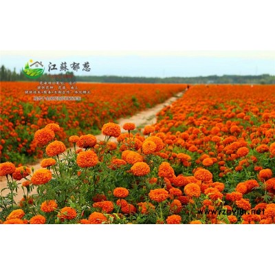 紫藤種子一般多少錢一斤...高發芽率