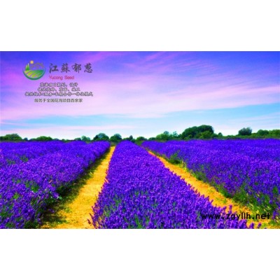 工程草花種子哪里有賣的...高發芽率
