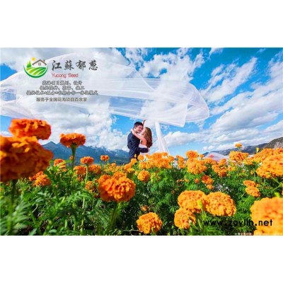 觀賞茄子種子價格...高發芽率