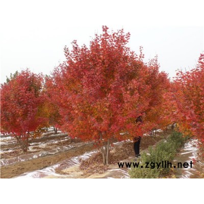叢生美國(guó)紅楓工程綠化樹(shù)種-叢生美國(guó)紅楓-金楓綠化(查看)
