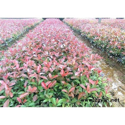 紅葉石楠大杯-綠林苗木給您齊全品種-紅葉石楠大杯苗批發