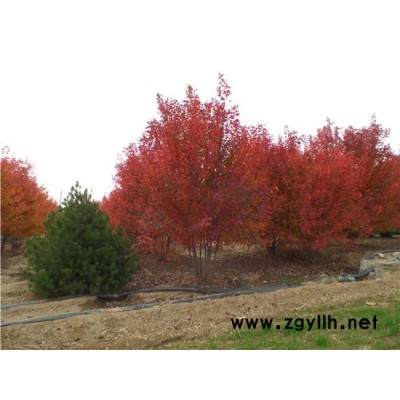 金楓綠化(圖)-叢生美國(guó)紅楓工程綠化樹(shù)種-叢生美國(guó)紅楓