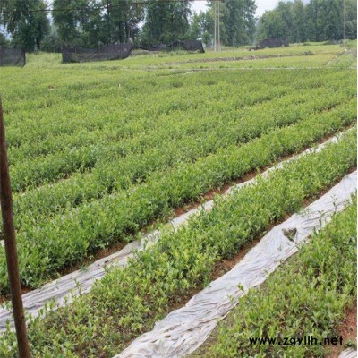 綿陽(yáng)油茶樹(shù)苗-三年油茶樹(shù)苗圖片-油茶苗圃基地(推薦商家)