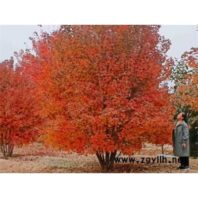 金楓綠化(圖)-叢生美國(guó)紅楓抗寒紅楓-叢生美國(guó)紅楓
