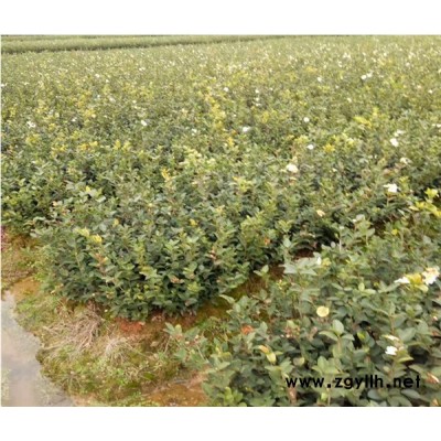 油茶樹(shù)苗-高產(chǎn)油茶苗圃基地 -油茶樹(shù)苗如何種植