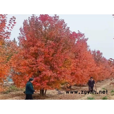 金楓綠化(圖)-彩葉綠化樹(shù)叢生美國(guó)紅楓-叢生美國(guó)紅楓