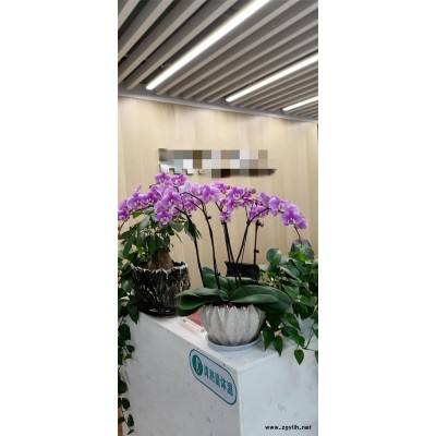 室內花木出租-武漢市眾芳園藝(在線咨詢)