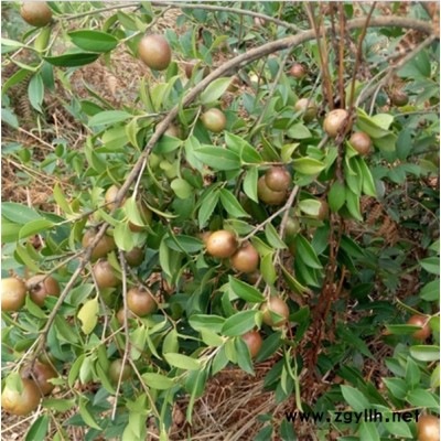 贛州油茶樹(shù)苗-白土鎮(zhèn)高產(chǎn)油茶苗圃1-高產(chǎn)油茶樹(shù)苗價(jià)格