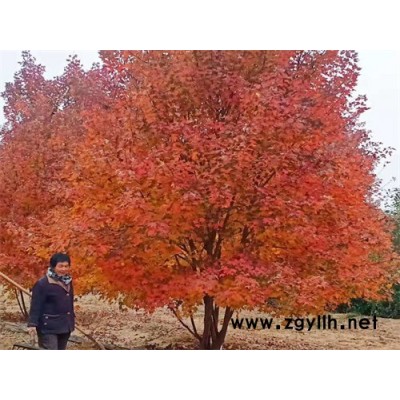 叢生美國紅楓苗圃批發-叢生美國紅楓-金楓綠化