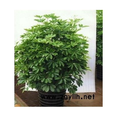 盆景租賃公司-眾芳園藝(推薦商家)