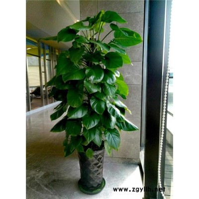 綠植價格-綠植-眾芳園藝公司