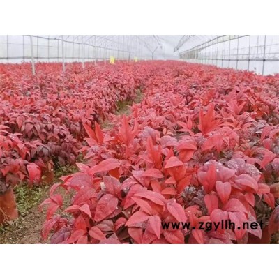 火焰南天竹冠幅15公分-金楓綠化(在線咨詢)-火焰南天竹